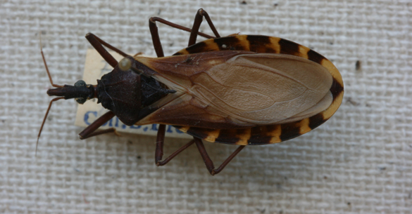 Conenose or Kissing Bugs - Insects in the City