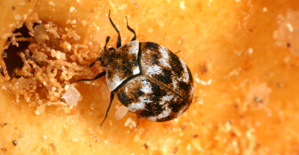 common carpet beetle. Varied carpet beetle