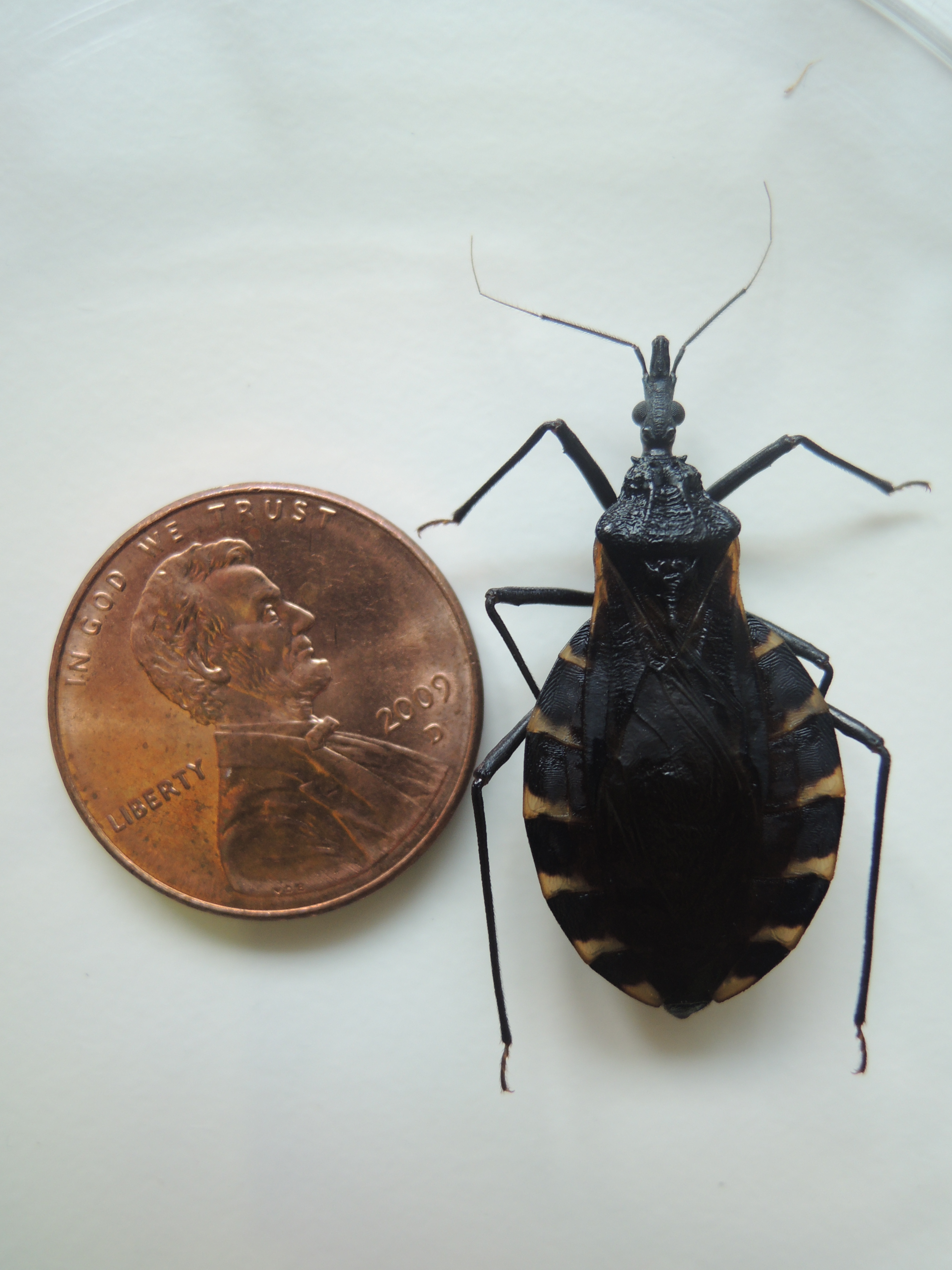How can you identify common household bugs and insects?