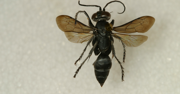cricket hunter wasp on pin
