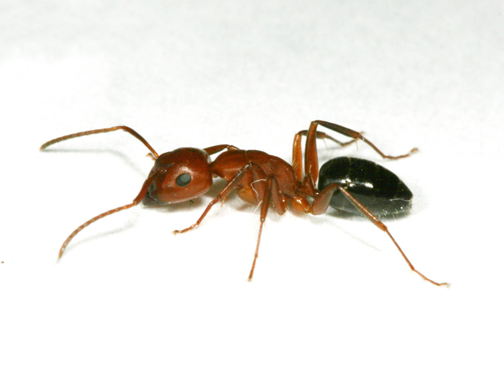 Carpnter ants are recognized by their relatively large size, single node and evenly rounded profile.