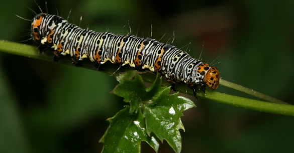 eight spotted forester caterpillar