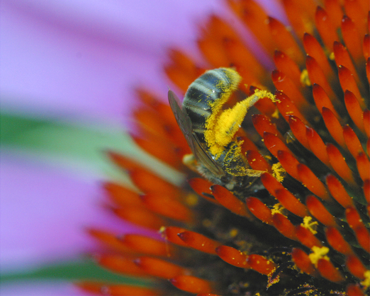 Bees, with their many body hairs, are excellent pollinators
