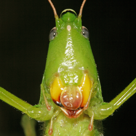 katydid face