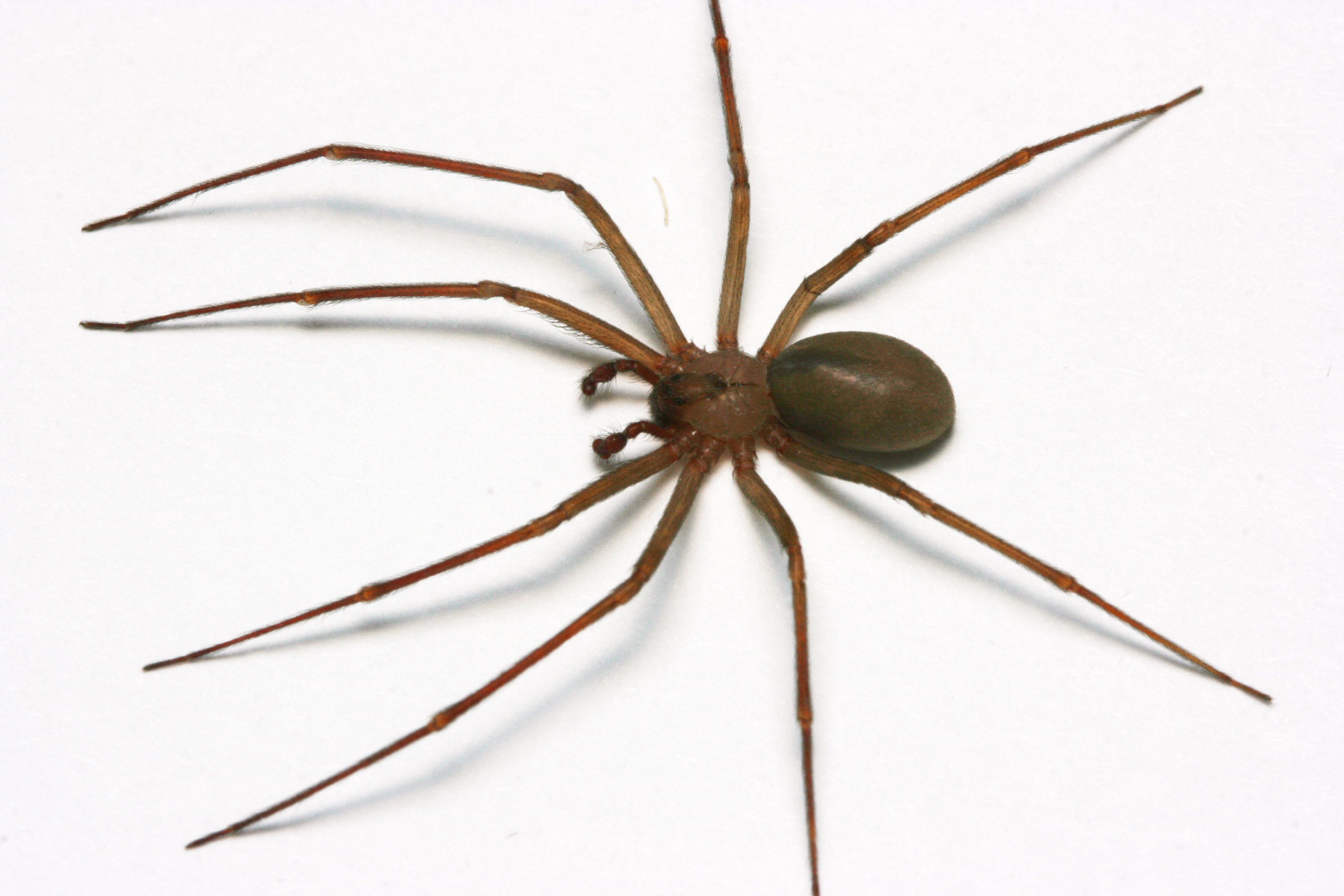 brown recluse spider adult