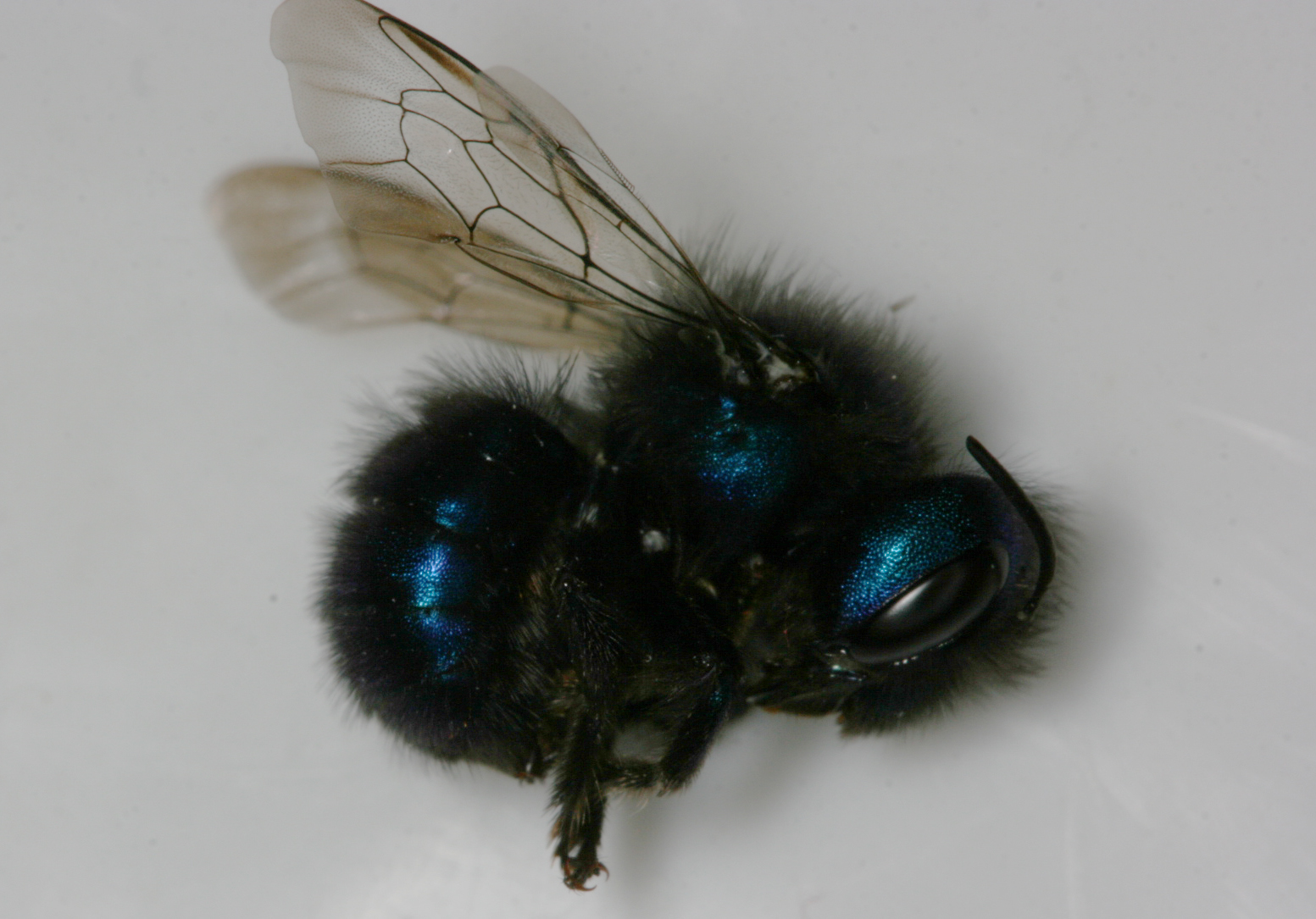 Osmia, a species of mason bee
