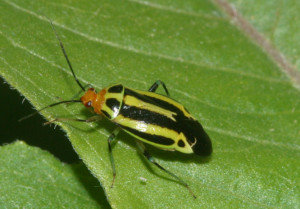 The fourlined plant bug is attractively striped in yellow and black, with an orange head.