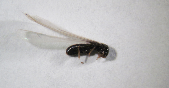 The termite caste you are most likely to see is the swarmer, or pre-reproductive.