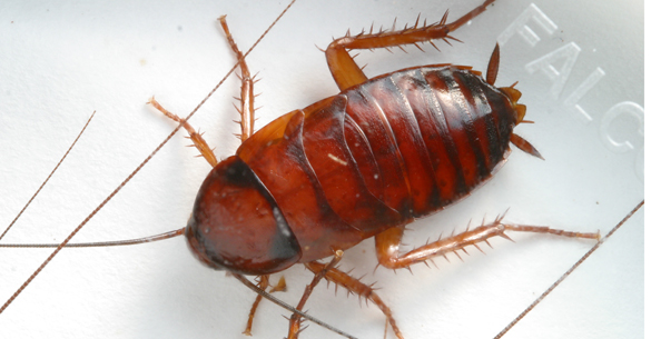 American cockroach nymph