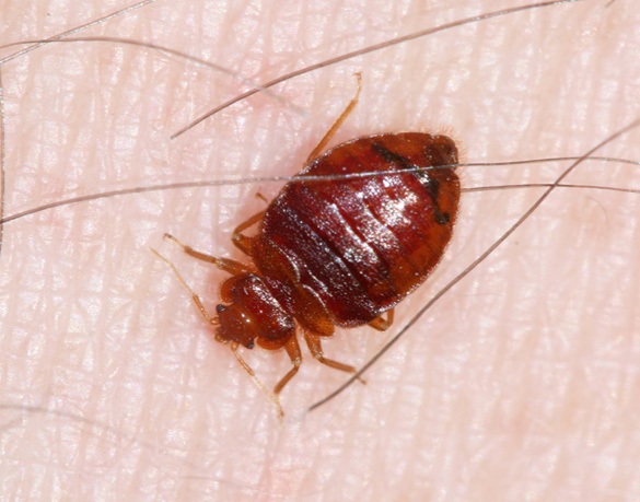 Common bed bug