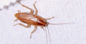 German cockroach adult.