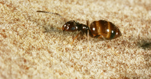 The dark rover ant is tiny, just over 1 mm-long. Photo by M