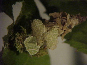 Closeup of the silken bag carried by bagworms, festooned with leaves from its host plant.  Image courtesy Dr. Keith Hansen.