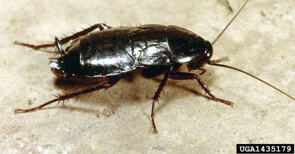 Blatta orientalis, oriental cockroach