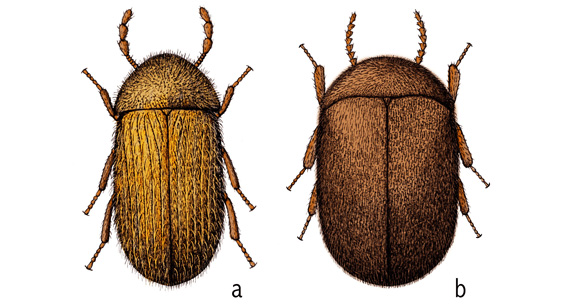 The drugstore (a) and cigarette beetles are two of the most common stored product-infesting beetles.