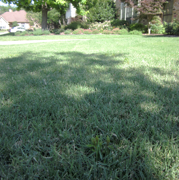 Well cared-for lawns in Texas have relatively few insect pests. But there are exceptions.