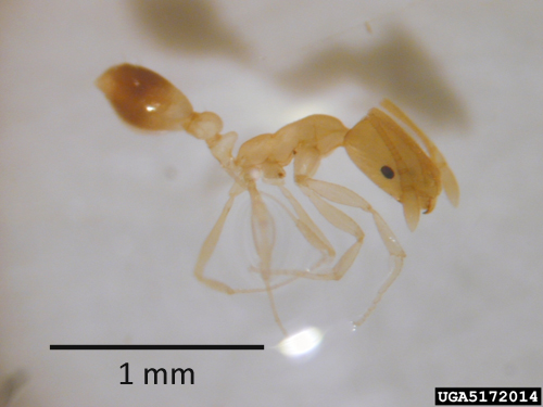 Pharaoh ant. Photo by Forest & Kim Starr, U.S. Geological Survey, Bugwood.org