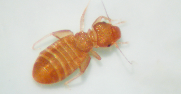 Psocid, or booklouse. Note the bulging upper "lip", narrow thorax and swollen hind femur.
