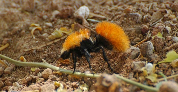 Female velvet ants are conspicuous on the surface of the ground during the day. Photo by Bob Wilkin. Bugguide.net 
