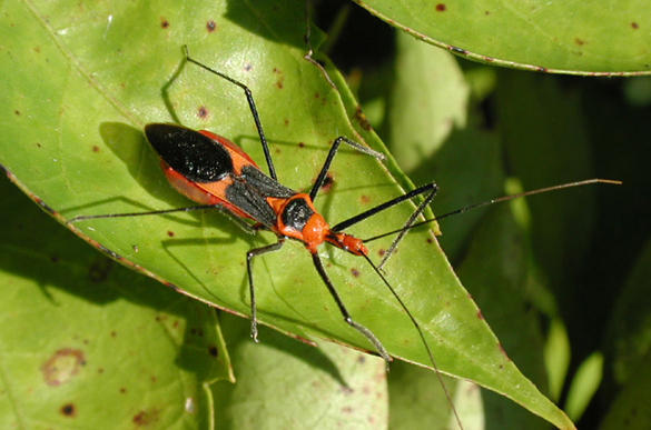 Zelus longipes is one of most common assassin bugs around Galveston Co. Photo by William Johnson.