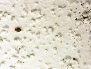 Bed bug in textured ceiling with droppings (right) around harborage.
