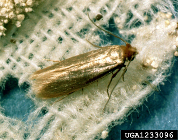 Clothes moth. Photo by Clemson University - USDA Cooperative Extension, Bugwood.org