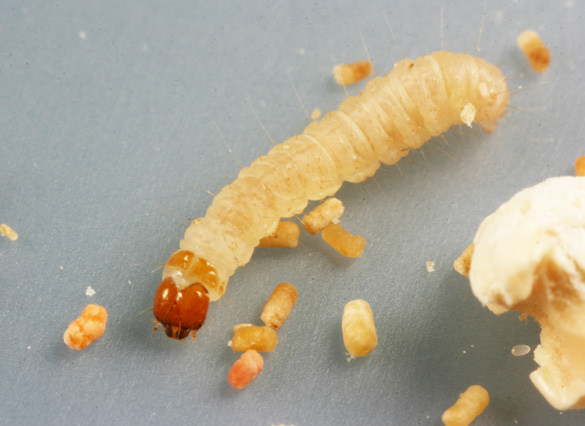 Indian meal moth larva.