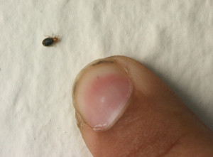 Bed bugs feed at night on people then retreat to cracks and crevices around the bedroom during the day.