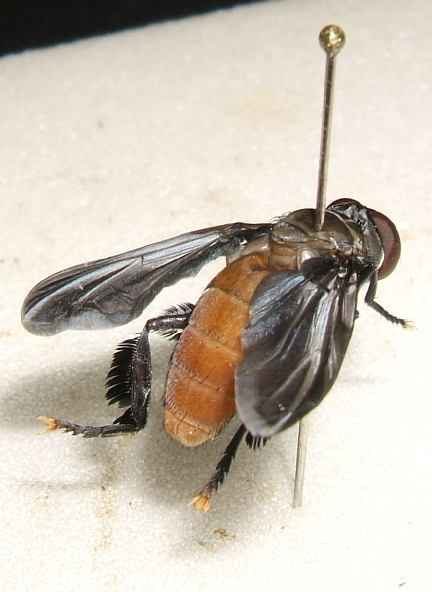 Trichopoda pennipes