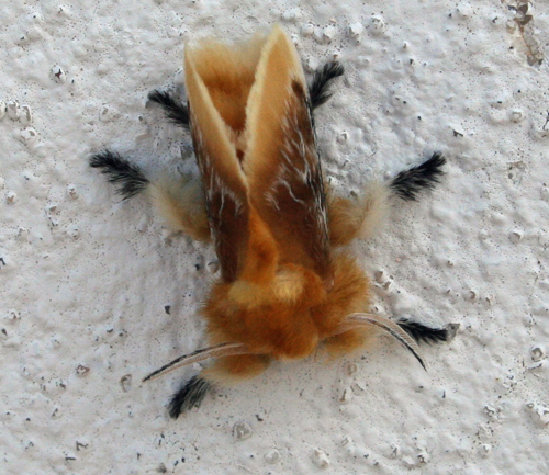 strange looking moth
