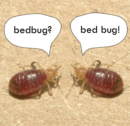 two bed bugs talking
