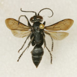 Cricket hunter wasp