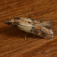 Indian meal moth in resting position