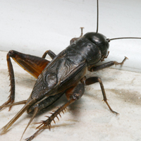 black field cricket adult