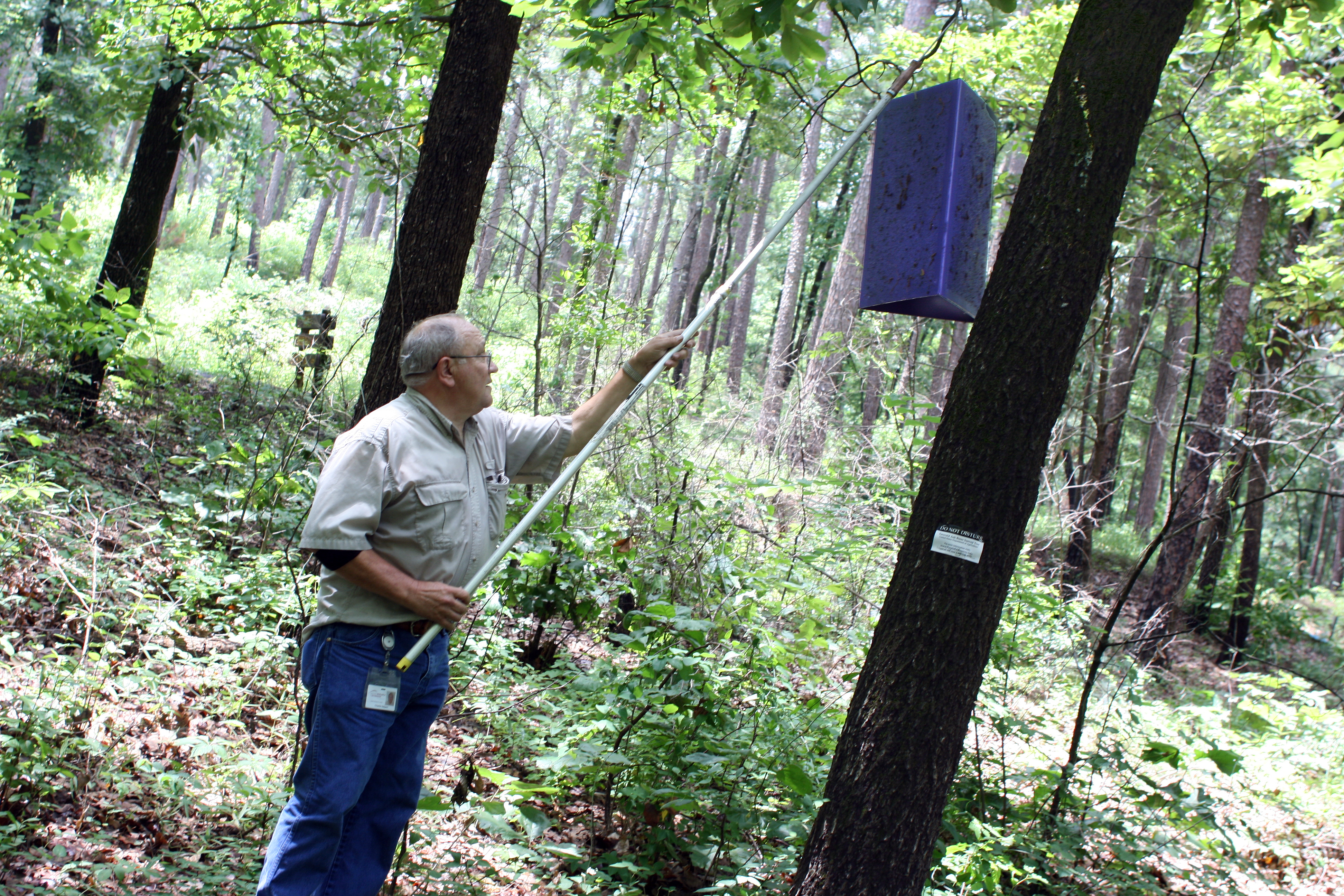 AgriLife Extension employee, Dr. Charlie Helpert, checks one of the emerald ash borer traps in an east Texas park