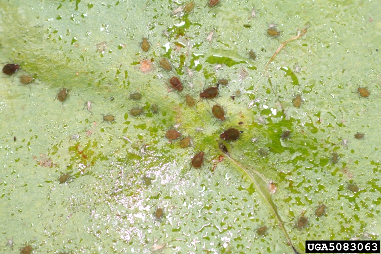 waterlily aphid colony on pond-lily pad. Photo by Whitney Cranshaw