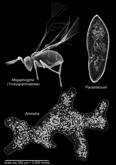 smallest insect and Paramecium_sm