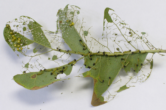caterpillar damage on oak