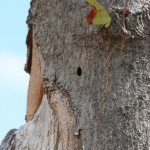 borer emergence hole on tree