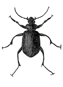 etching of ground beetle Calasoma species.