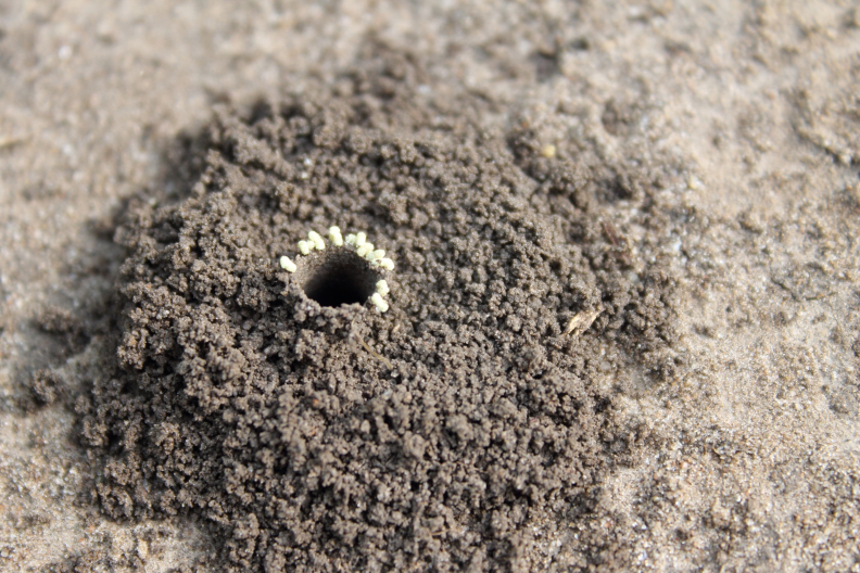 A nest turrent of Diadasia afflicta. The small white objects are fecal pellets placed around the next entrance