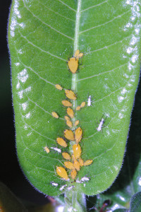 oleander aphids