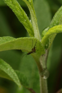 Aedes vexans on leaf