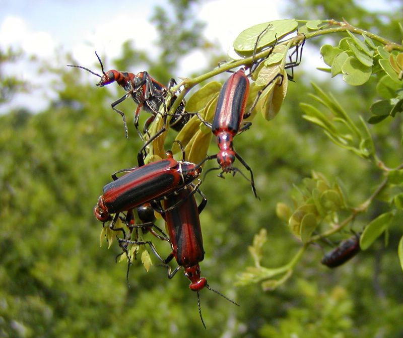 blister beetles (Pyrota sp.) were aggregated on trees
