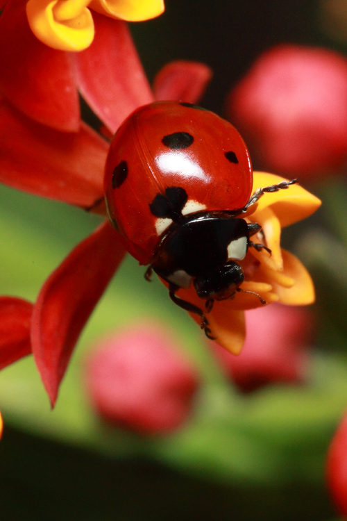 seven spotted lady beetle on milkweed