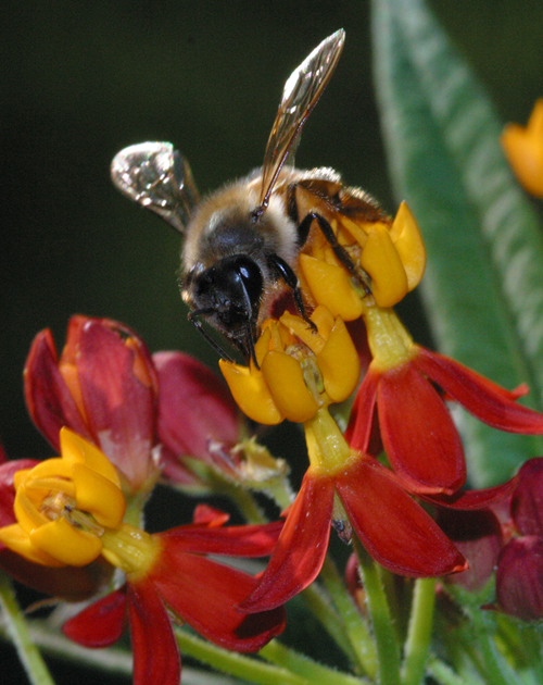 honey bee on milkweed