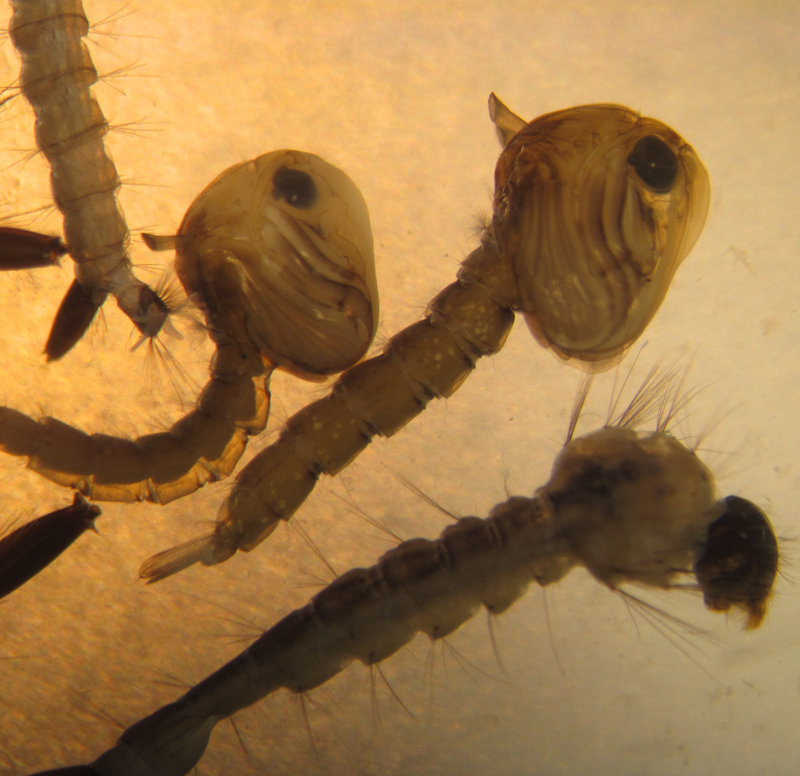 Attend the upcoming mosquito webinar to learn how to find and prevent these guys (mosquito larvae and pupae) in your backyard.