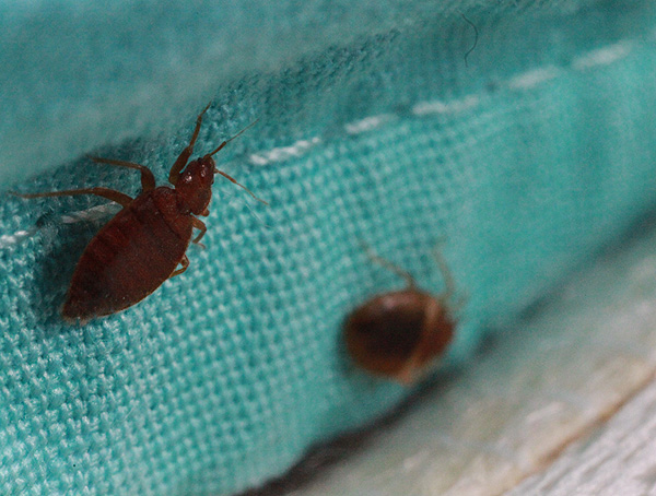 bed bugs on bedding