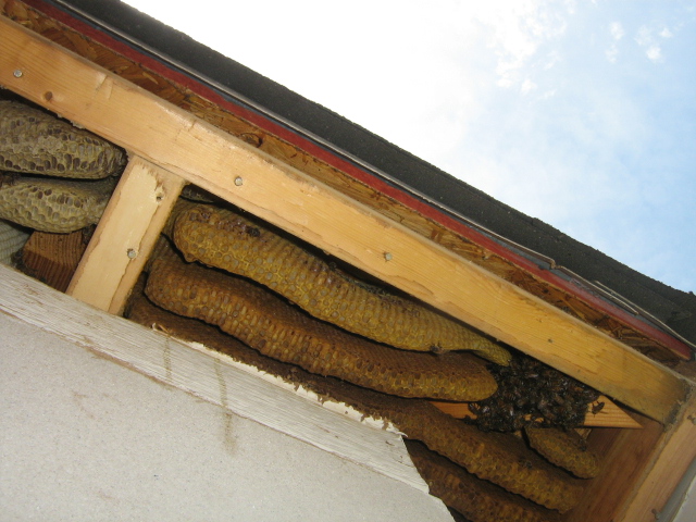 bee hive in soffit area of home