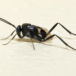 ensign wasp, Evaniidae